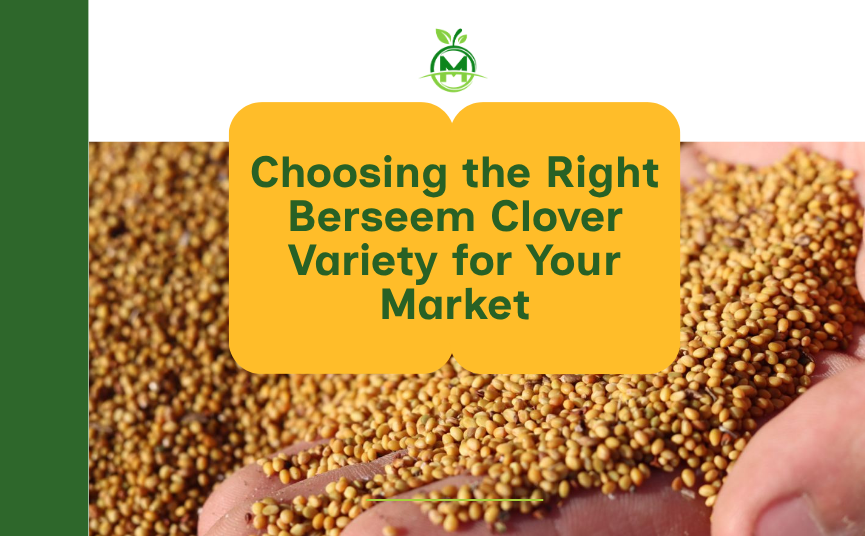 Choosing the Right Berseem Clover Variety for Your Market